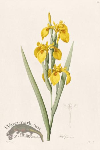 Les Liliacees Redoute 235